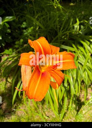 Orange Lily im vollen Sonnenlicht mit grünem Hintergrund Stockfoto