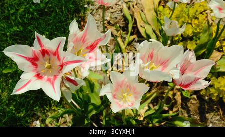 Gruppe weißer Tulpen mit roten Streifen, die in einem sonnendurchfluteten Gartenbett blühen Stockfoto