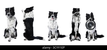 Border Collie Hund isoliert auf weiß, Set von Fotos Stockfoto
