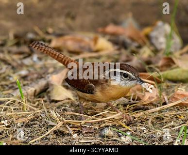 Carolina Wren sucht nach Nahrung Stockfoto