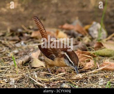 Carolina Wren sucht nach Nahrung Stockfoto