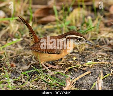 Carolina Wren sucht nach Nahrung Stockfoto