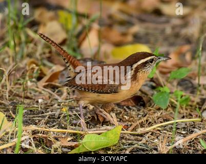 Carolina Wren sucht nach Nahrung Stockfoto