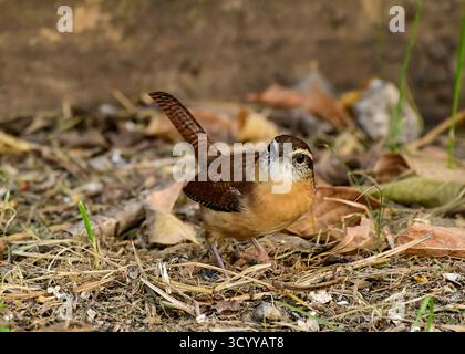 Carolina Wren sucht nach Nahrung Stockfoto