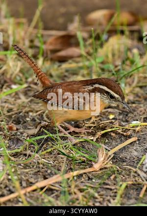 Carolina Wren sucht nach Nahrung Stockfoto