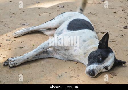 Ein hilfloser Hund liegt allein auf der Sandstraße in trauriger Stimmung Stockfoto