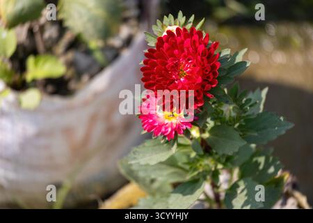 Wunderschöne Chrysanthemenblumen blühen im Garten. Tapete mit roten Blumen. Blume der roten Chrysantheme. Natürlicher Hintergrund mit Blumenmuster. Stockfoto