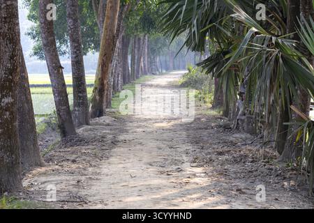 Die unbefestigte Straße des Dorfes ist von verschiedenen Holzbäumen gesäumt, darunter Palmen auf beiden Seiten. Wunderschöne natürliche Umgebung. Landstraße in Bangl Stockfoto