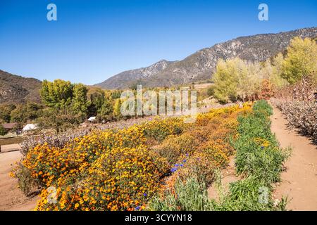 Yucaipa, CA USA – 12. November 2018: Marigold beet auf Riley’s Farm, einer in Betrieb befindlichen Apfelplantage und lebendigen Geschichte Farm im San Bernardino County im Süden Stockfoto