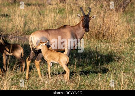 Topi-Antilopenkuh (Damaliscus lunatus) mit ihrem Kalb in der grasbewachsenen Savanne des Serengeti-Nationalparks Stockfoto