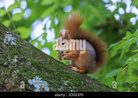 Ein rotes Eichhörnchen sitzt auf einem schrägen, moosigen Zweig und knabbert an einer Nuss vor weichem, grünem Bokeh, Eichhörnchen (Sciurus vulgaris), Wildtiere, Deutsche Stockfoto
