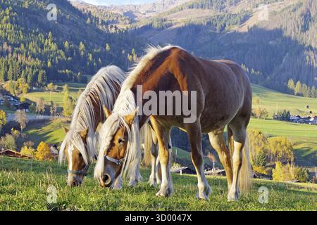 Zwei Haflinger grasen auf einer Almweide vor herbstlichen Bergwiesen im warmen Abendlicht, Drau, Drau Radweg, Südtirol, Italien Stockfoto