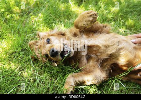 Das Porträt eines roten englischen Cockerspaniel liegt und dreht sich auf dem grünen Gras Stockfoto