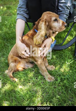 Ein glückliches Porträt eines englischen Cocker Spaniel-Hundes, der von einem Mädchen an einem sonnigen Tag gestreichelt wird Stockfoto