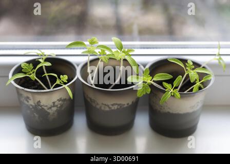 Gemüse auf der Fensterbank im Haus anbauen, junge Tomaten in Plastikbechern am Fenster. Gesunde Setzlinge, Hobbygärten Stockfoto