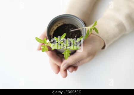 Wir bauen zu Hause Tomatensämlinge an. Eine weibliche Hand hält einen Tomatensprossen mit Wurzeln in einem Plastikbecher. Landwirtschaftliche Vorbereitungsarbeiten Stockfoto