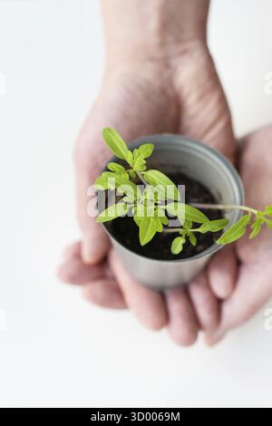 Wir bauen zu Hause Tomatensämlinge an. Eine weibliche Hand hält einen Tomatensprossen mit Wurzeln in einem Plastikbecher. Landwirtschaftliche Vorbereitungsarbeiten Stockfoto