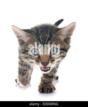 Bengal Katze vor weißem Hintergrund Stockfoto