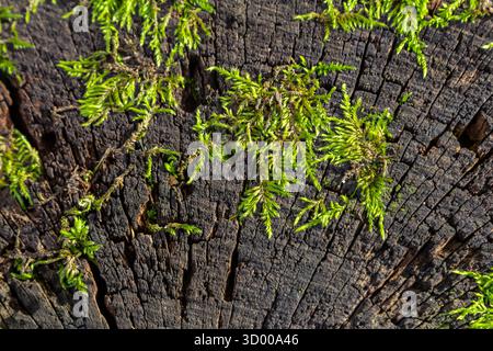 Moos und winzige Pflanzen gedeihen auf einem alten Baumstumpf und demonstrieren die Kraft der Natur, um alte Holz im Freien tagsüber zu beleben Stockfoto