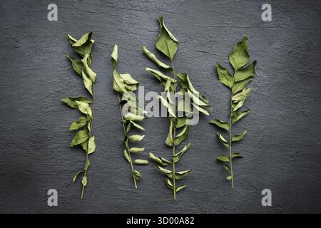 Trockene Curryblätter, indische Gewürze auf dunklem Hintergrund. Draufsicht Stockfoto