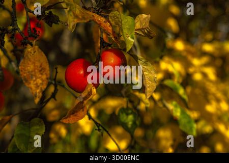 Leuchtend rote Äpfel hängen an Zweigen zwischen gelben Herbstblättern. Warmes Tageslicht, saisonales Erntekonzept, Nahaufnahme in weichem Fokus. Stockfoto