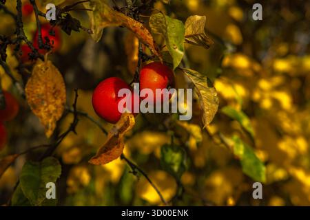 Leuchtend rote Äpfel hängen an Zweigen zwischen gelben Herbstblättern. Warmes Tageslicht, saisonales Erntekonzept, Nahaufnahme in weichem Fokus. Stockfoto
