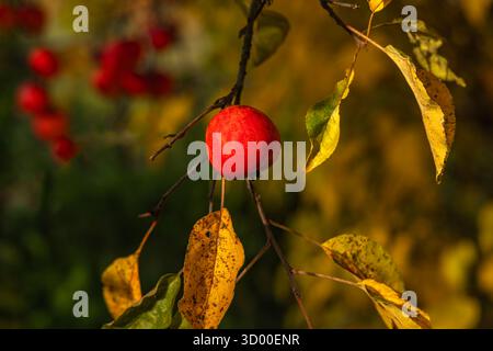 Leuchtend rote Äpfel hängen an Zweigen zwischen gelben Herbstblättern. Warmes Tageslicht, saisonales Erntekonzept, Nahaufnahme in weichem Fokus. Stockfoto