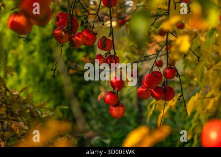 Leuchtend rote Äpfel hängen an Zweigen zwischen gelben Herbstblättern. Warmes Tageslicht, saisonales Erntekonzept, Nahaufnahme in weichem Fokus. Stockfoto
