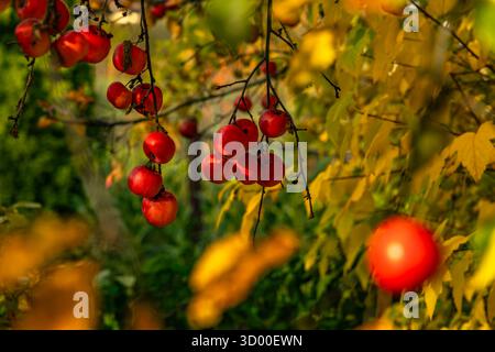 Leuchtend rote Äpfel hängen an Zweigen zwischen gelben Herbstblättern. Warmes Tageslicht, saisonales Erntekonzept, Nahaufnahme in weichem Fokus. Stockfoto