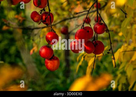 Leuchtend rote Äpfel hängen an Zweigen zwischen gelben Herbstblättern. Warmes Tageslicht, saisonales Erntekonzept, Nahaufnahme in weichem Fokus. Stockfoto