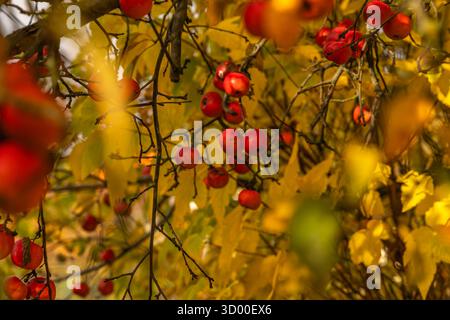 Leuchtend rote Äpfel hängen an Zweigen zwischen gelben Herbstblättern. Warmes Tageslicht, saisonales Erntekonzept, Nahaufnahme in weichem Fokus. Stockfoto