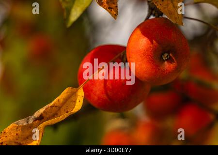 Leuchtend rote Äpfel hängen an Zweigen zwischen gelben Herbstblättern. Warmes Tageslicht, saisonales Erntekonzept, Nahaufnahme in weichem Fokus. Stockfoto