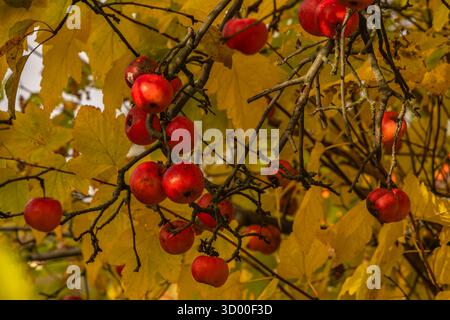 Leuchtend rote Äpfel hängen an Zweigen zwischen gelben Herbstblättern. Warmes Tageslicht, saisonales Erntekonzept, Nahaufnahme in weichem Fokus. Stockfoto