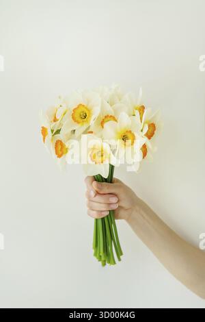 Handstrauß frischer Narzissen auf weißem Hintergrund. Die grünen Blütenstängel sind ordentlich zusammengebunden und fest in der Hand gehalten Stockfoto