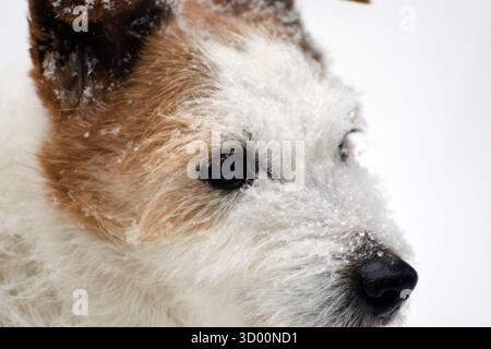 Ein Jack-Russell-Hund, Nahaufnahme Winterfoto. Gesicht eines weißen und braunen, rauen, süßen Jack Russell Terriers, ein intelligenter, furchtloser kleiner Hund. Stockfoto