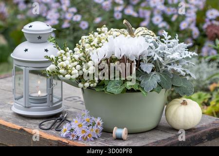 Weiße Cyclamen, silverdust und stachelige Heide im Topf, eine Laterne und ein Kürbis im Herbstgarten Stockfoto