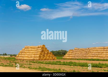 Ein lebendiges Bild zeigt große, runde Heuballen, die auf einem Feld unter einem klaren blauen Himmel mit weißen Wolken gestapelt sind und die Landwirtschaft und das ländliche Leben repräsentieren. Stockfoto