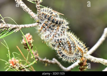 Eine Gruppe von Kiefernprozessionären Mottenraupen (Thaumetopoea pityocampa), die sich auf einem Kiefernzweig, einem häufigen Waldschädling, sammelte. Stockfoto