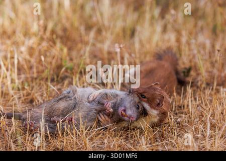 Spanien, Gemeinschaft Kastilien und Leon, Provinz Leon, Riano, Stoat (Mustela erminea) im Sommerfell, in Gefangenschaft gehaltenes Tier in einem Gehege, befällt eine braune Ratte (Rattus norvegicus) Stockfoto