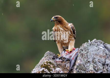 Spanien, Provinz Kastilien-La Mancha, gebooteter Adler (Hieraaetus pennatus), erwachsenes Weibchen (leichte Morph), im Flug mit einer Taube Stockfoto