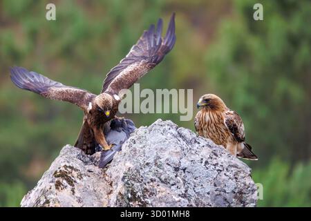Spanien, Provinz Kastilien-La Mancha, Stiefeladler (Hieraaetus pennatus), erwachsener männlicher (dunkler Morph) und erwachsener weiblicher (heller Morph), auf einem Felsen mit einer Taube Stockfoto
