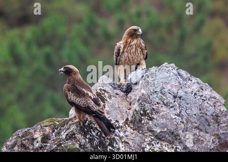 Spanien, Provinz Kastilien-La Mancha, Stiefeladler (Hieraaetus pennatus), erwachsener männlicher (dunkler Morph) und erwachsener weiblicher (heller Morph), auf einem Felsen mit einer Taube Stockfoto