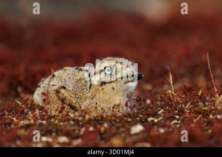 Spanien, Gemeinschaft Kastilien und Leon, Provinz Leon, junger Steinbrach (Burhinus oedicnemus), stehend, auf dem Boden Stockfoto