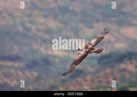 Spanien, Provinz Kastilien-La Mancha, gebooteter Adler (Hieraaetus pennatus), erwachsenes Weibchen (leichte Morph), im Flug Stockfoto