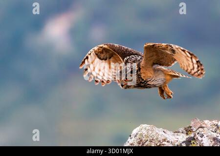 Spanien, Provinz Kastilien-La Mancha, Uhu auch Europäischer Uhu (Bubo bubo) genannt, erwachsener männlicher im Flug Stockfoto