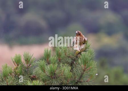 Spanien, Provinz Kastilien-La Mancha, Stiefeladler (Hieraaetus pennatus), erwachsenes Weibchen (leicht morph), auf einer Kiefer stehend Stockfoto