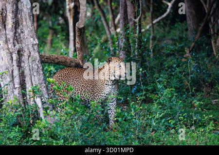 Sri Lanka, Kumana Nationalpark, Ceylon Leopard (Panthera pardus kotiya), auch Sri Lanka Leopard genannt, im Unterholz Stockfoto