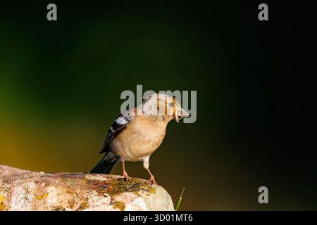Spanien, Gemeinschaft Kastilien und Leon, Provinz Leon, Riano, Chaffinch (Fringilla coelebs), Weibchen auf einem Felsen mit Nahrung im Schnabel Stockfoto