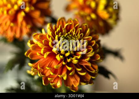 Ein gelb-oranges Chrysanthema, bedeckt mit Wassertropfen, die sanft bei natürlichem Tageslicht leuchten. Hochwertige Fotos Stockfoto