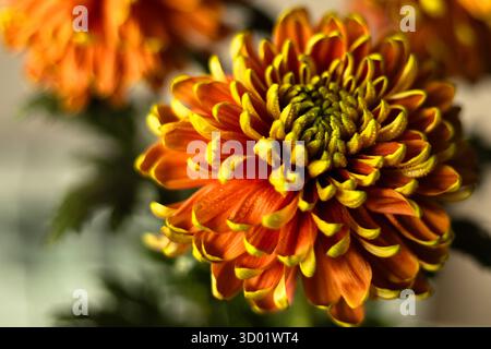 Ein gelb-oranges Chrysanthema, bedeckt mit Wassertropfen, die sanft bei natürlichem Tageslicht leuchten. Hochwertige Fotos Stockfoto
